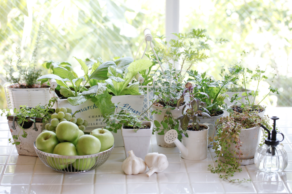 Creating a Thriving Herb Garden in your Kitchen